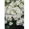 Floks wiechowaty 'Peacock White' | Phlox panniculata