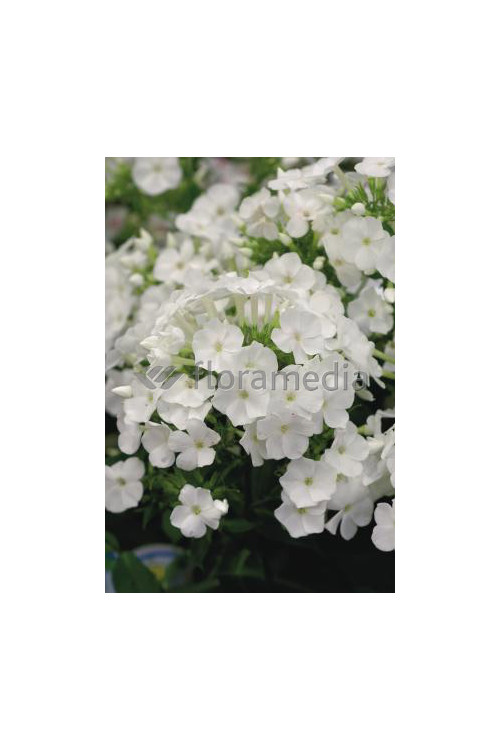 Floks wiechowaty 'Peacock White' | Phlox panniculata