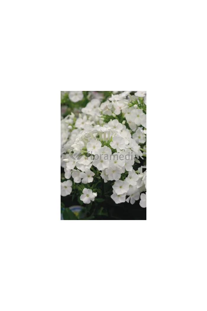 Floks wiechowaty 'Peacock White' | Phlox panniculata