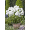 Floks wiechowaty 'Peacock White' | Phlox panniculata