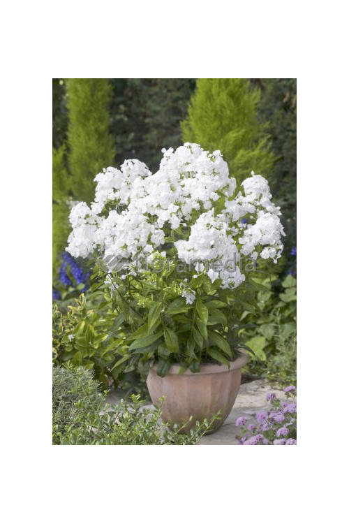 Floks wiechowaty 'Peacock White' | Phlox panniculata