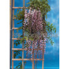 Glicynia chińska (różowa) 'Rosea' | Wisteria sinensis