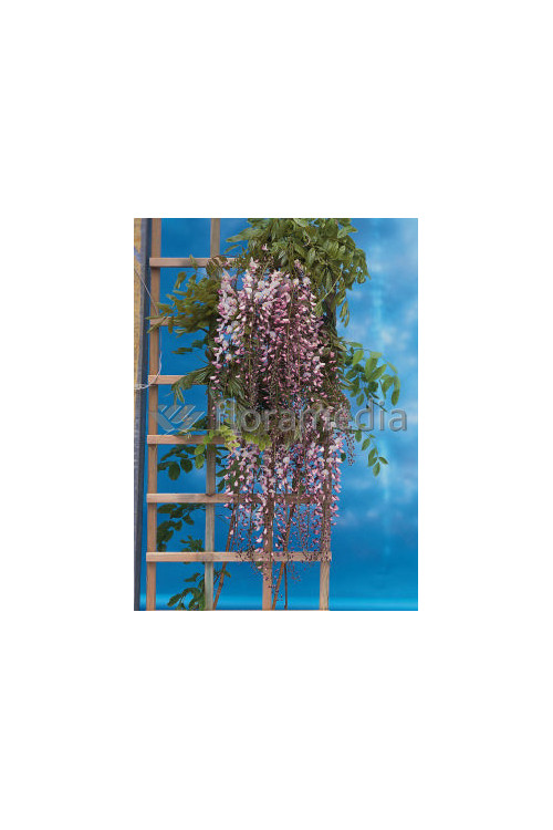 Glicynia chińska (różowa) 'Rosea' | Wisteria sinensis