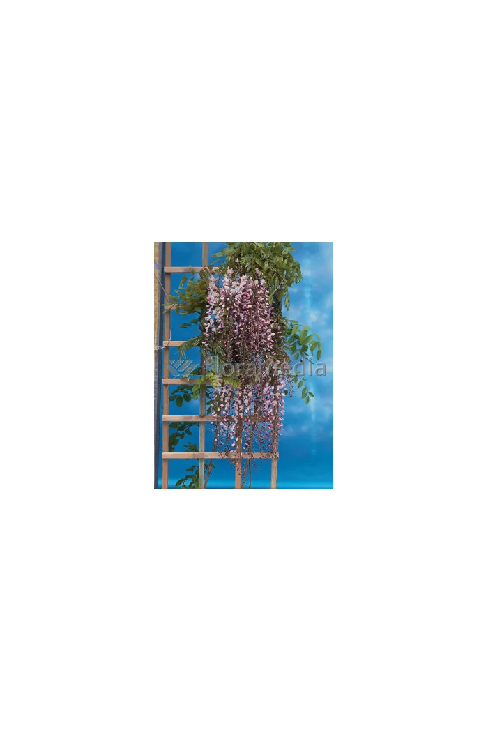 Glicynia chińska (różowa) 'Rosea' | Wisteria sinensis