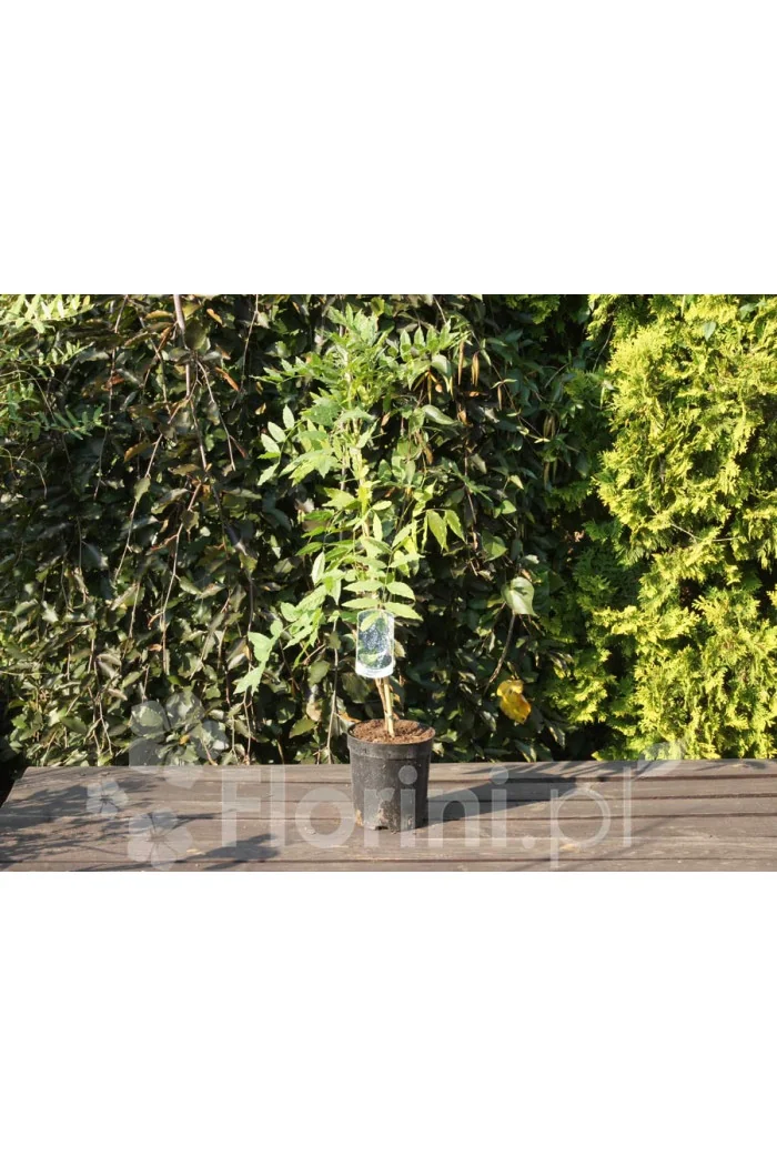 Glicynia chińska (różowa) 'Rosea' | Wisteria sinensis