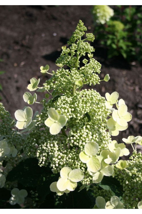 hortensja, hortensja bukietowa, hortensja Magical Himalaya, hydrangea, hydrangea paniculata