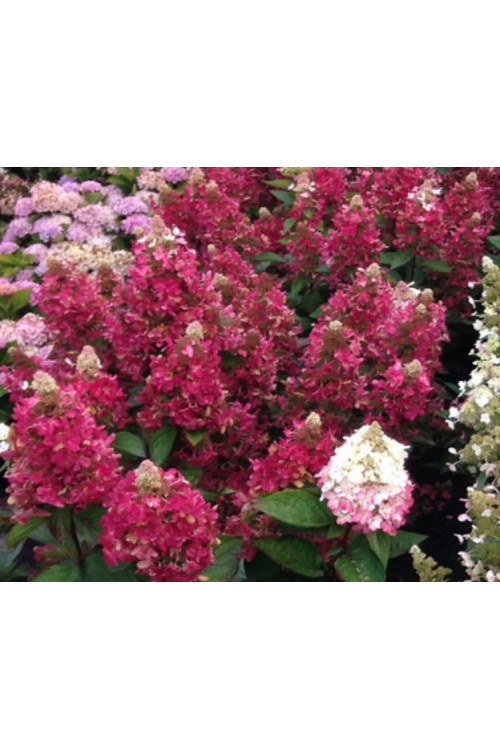 hortensja, hortensja bukietowa, hortensja Magical Himalaya, hydrangea, hydrangea paniculata