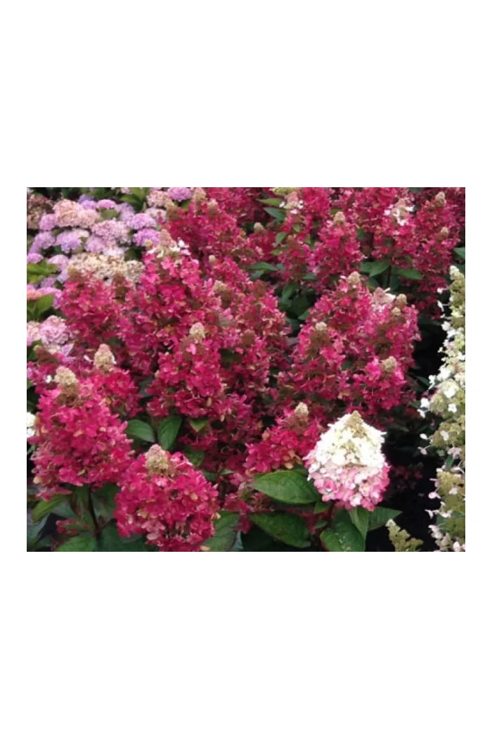 hortensja, hortensja bukietowa, hortensja Magical Himalaya, hydrangea, hydrangea paniculata