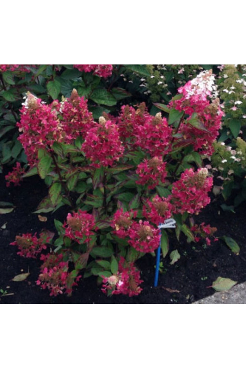 hortensja, hortensja bukietowa, hortensja Magical Himalaya, hydrangea, hydrangea paniculata
