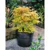 Klon palmowy 'Katsura' Acer palmatum