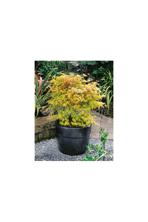 Klon palmowy 'Katsura' Acer palmatum