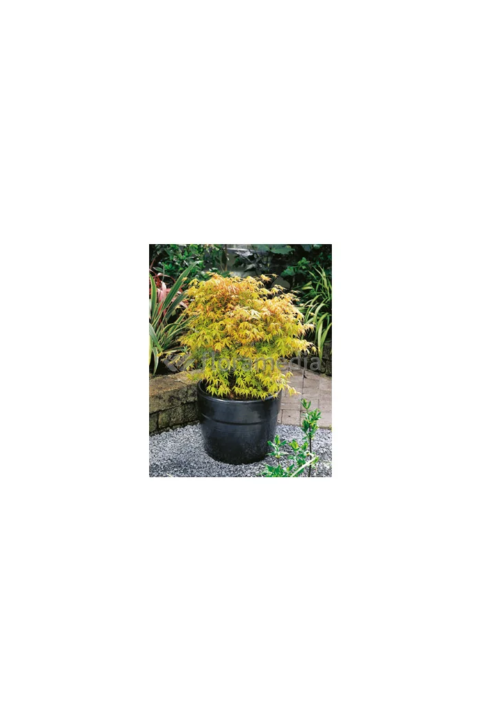 Klon palmowy 'Katsura' Acer palmatum