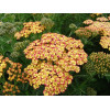 Krwawnik pospolity 'Tricolor' | Achillea millefolia