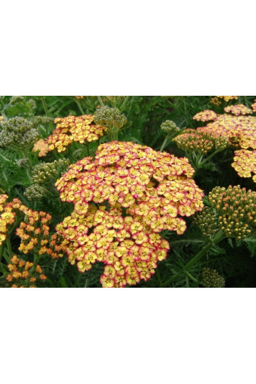 Krwawnik pospolity 'Tricolor' | Achillea millefolia