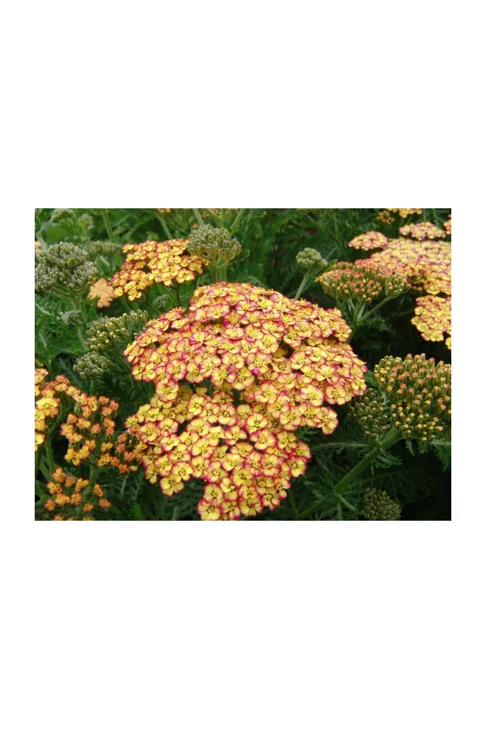 Krwawnik pospolity 'Tricolor' | Achillea millefolia