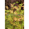 Klon palmowy 'Katsura' Acer palmatum