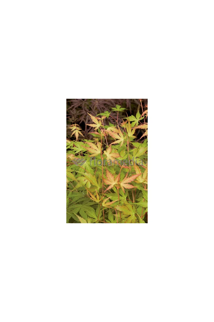 Klon palmowy 'Katsura' Acer palmatum