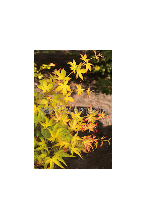 Klon palmowy 'Katsura' Acer palmatum