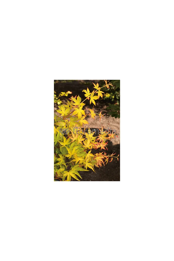 Klon palmowy 'Katsura' Acer palmatum