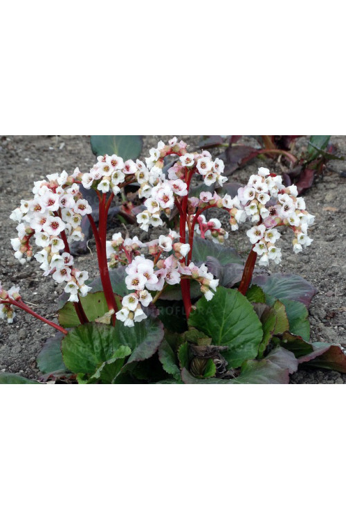 Bergenia 'Jelle' Bergenia cordifolia