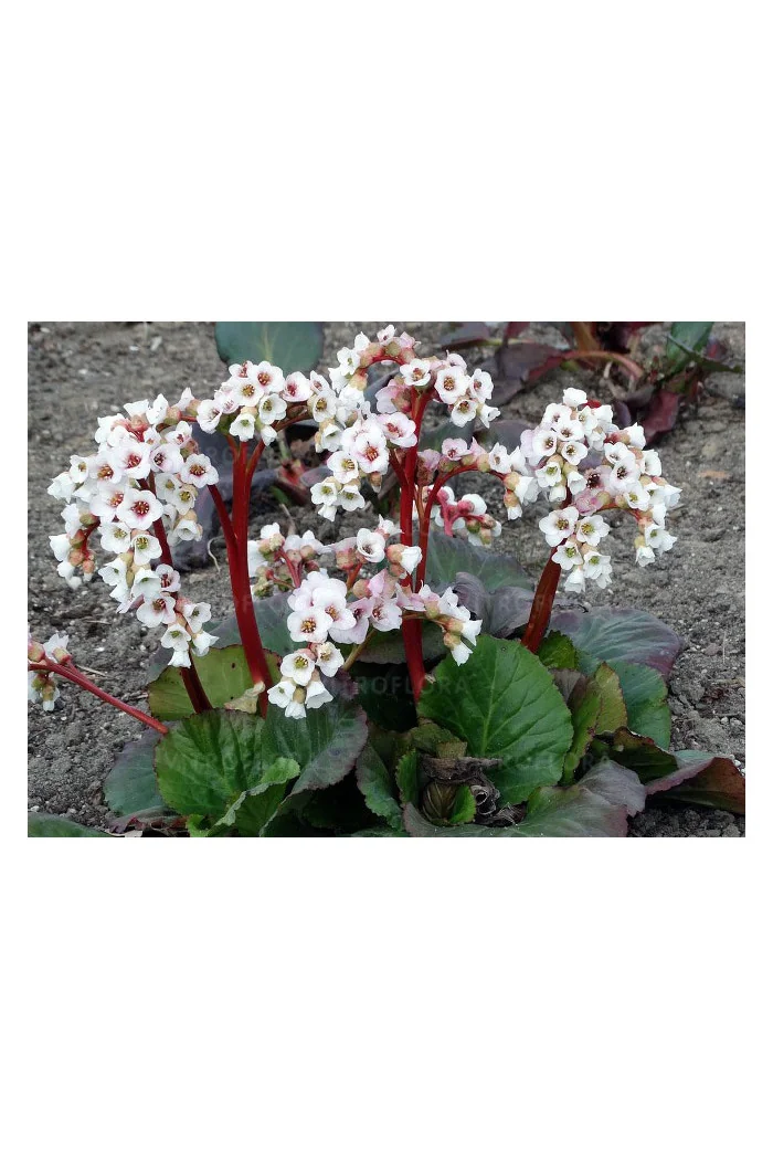 Bergenia 'Jelle' Bergenia cordifolia