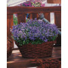 Dzwonek drobny 'Baby Blue' Campanula cochleariifolia