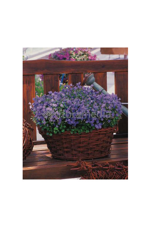 Dzwonek drobny 'Baby Blue' Campanula cochleariifolia
