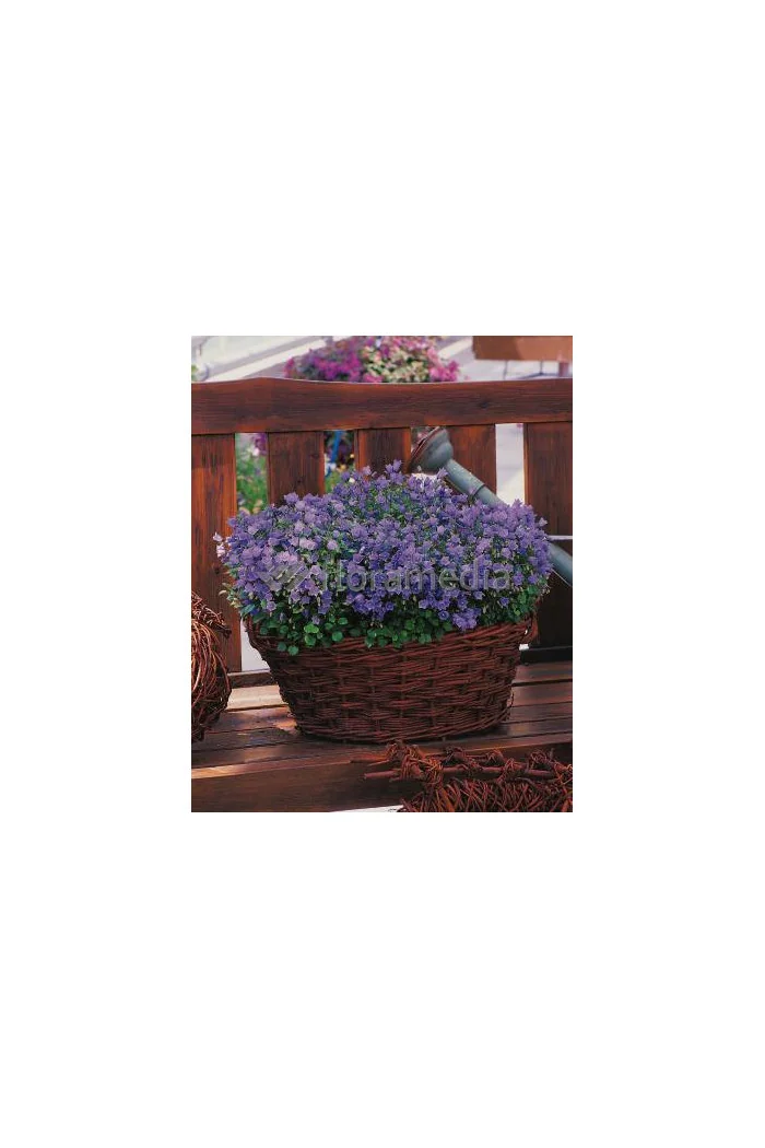 Dzwonek drobny 'Baby Blue' Campanula cochleariifolia