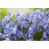 Dzwonek drobny 'Baby Blue' Campanula cochleariifolia