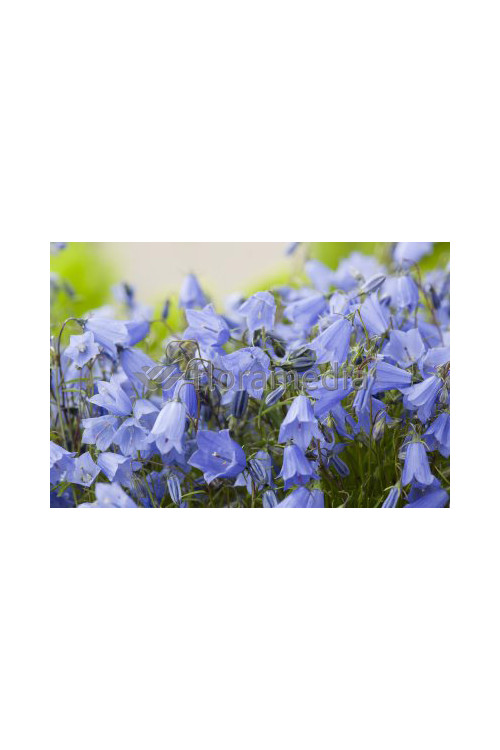 Dzwonek drobny 'Baby Blue' Campanula cochleariifolia