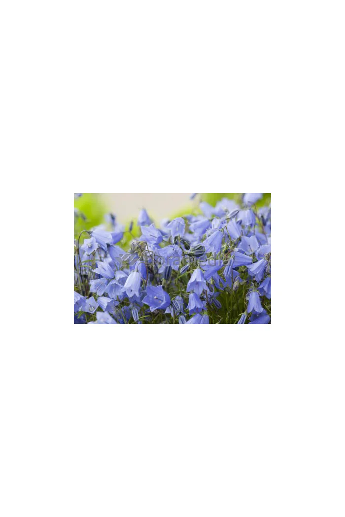 Dzwonek drobny 'Baby Blue' Campanula cochleariifolia