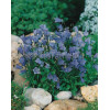 Dzwonek drobny 'Baby Blue' Campanula cochleariifolia