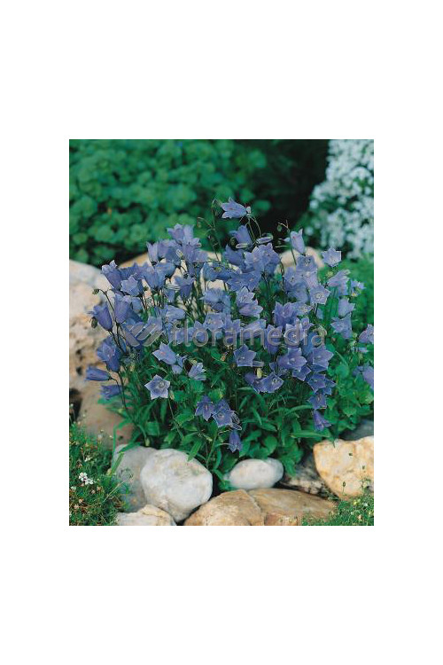 Dzwonek drobny 'Baby Blue' Campanula cochleariifolia