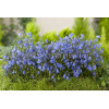 Dzwonek drobny 'Baby Blue' Campanula cochleariifolia