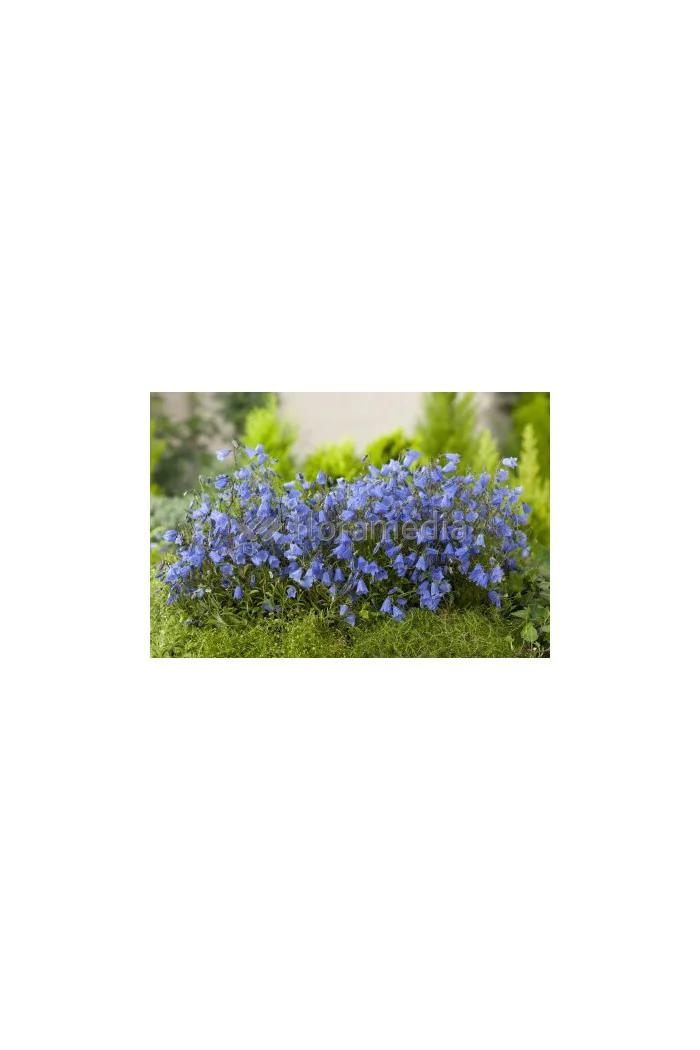 Dzwonek drobny 'Baby Blue' Campanula cochleariifolia