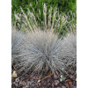 Kostrzewa sina 'Azurit' | Festuca glauca