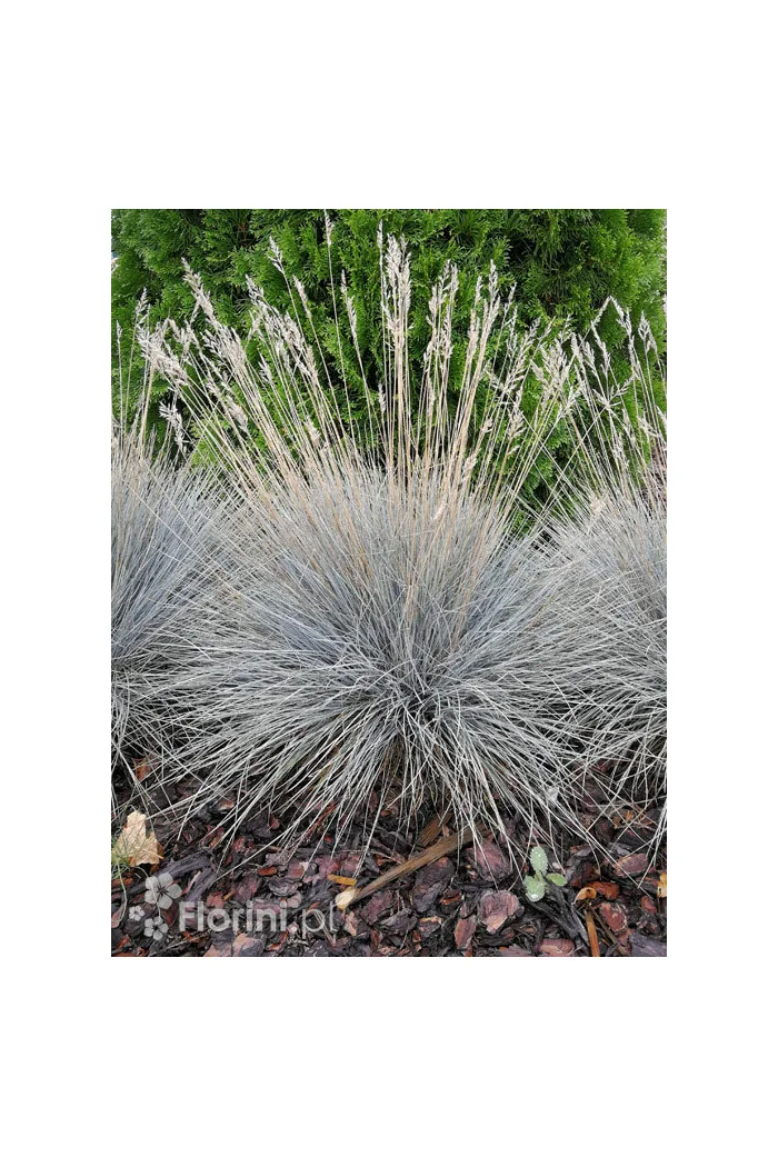 Kostrzewa sina 'Azurit' | Festuca glauca