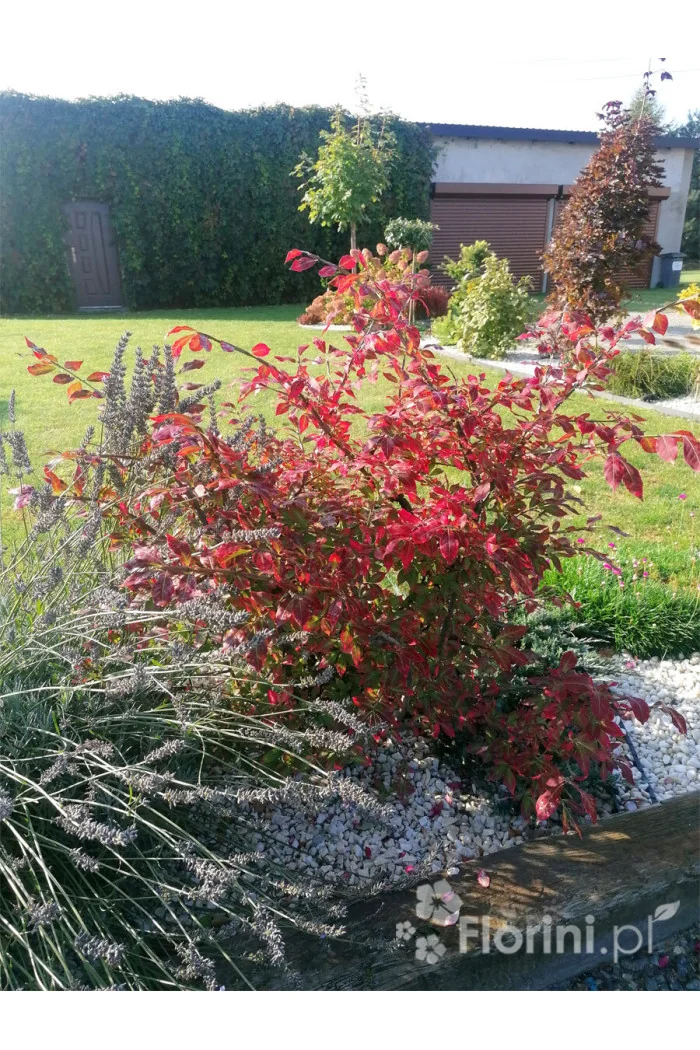 Trzmielina oskrzydlona | Euonymus alatus