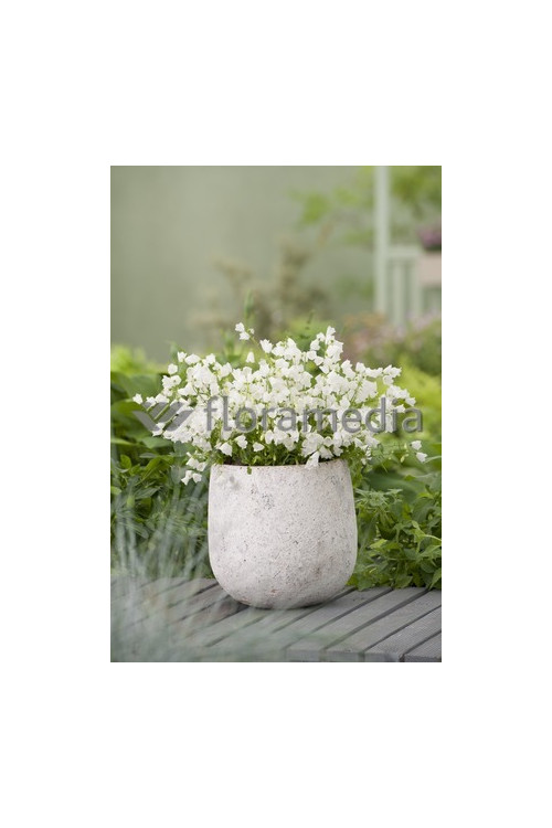 Dzwonek drobny 'Baby White' Campanula cochleariifolia