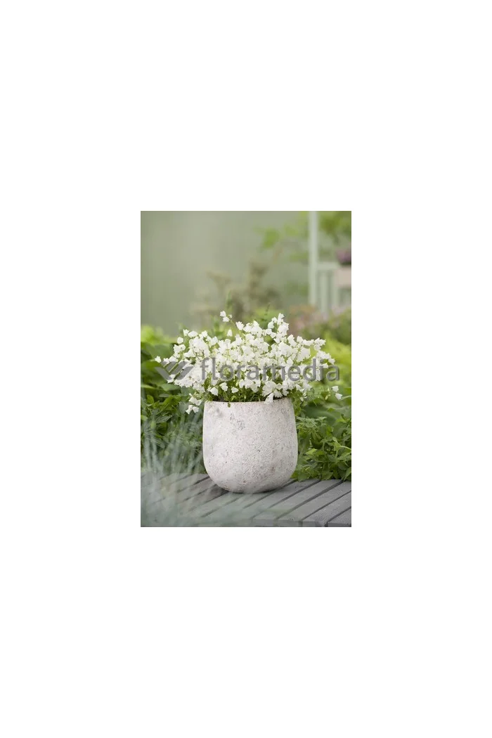 Dzwonek drobny 'Baby White' Campanula cochleariifolia