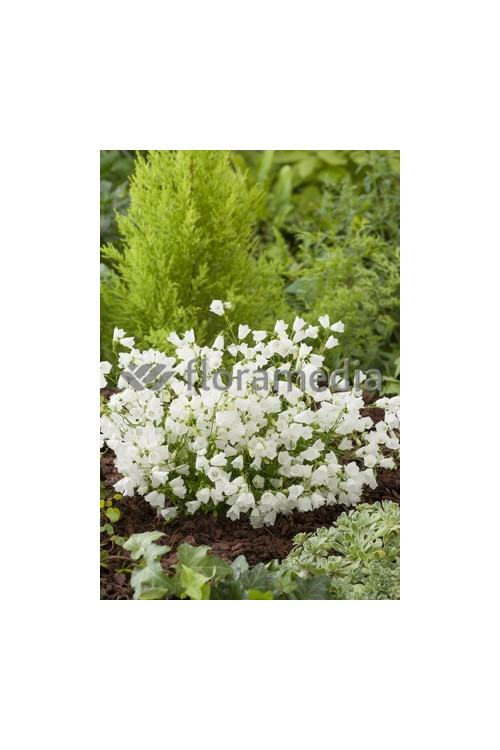 Dzwonek drobny 'Baby White' Campanula cochleariifolia