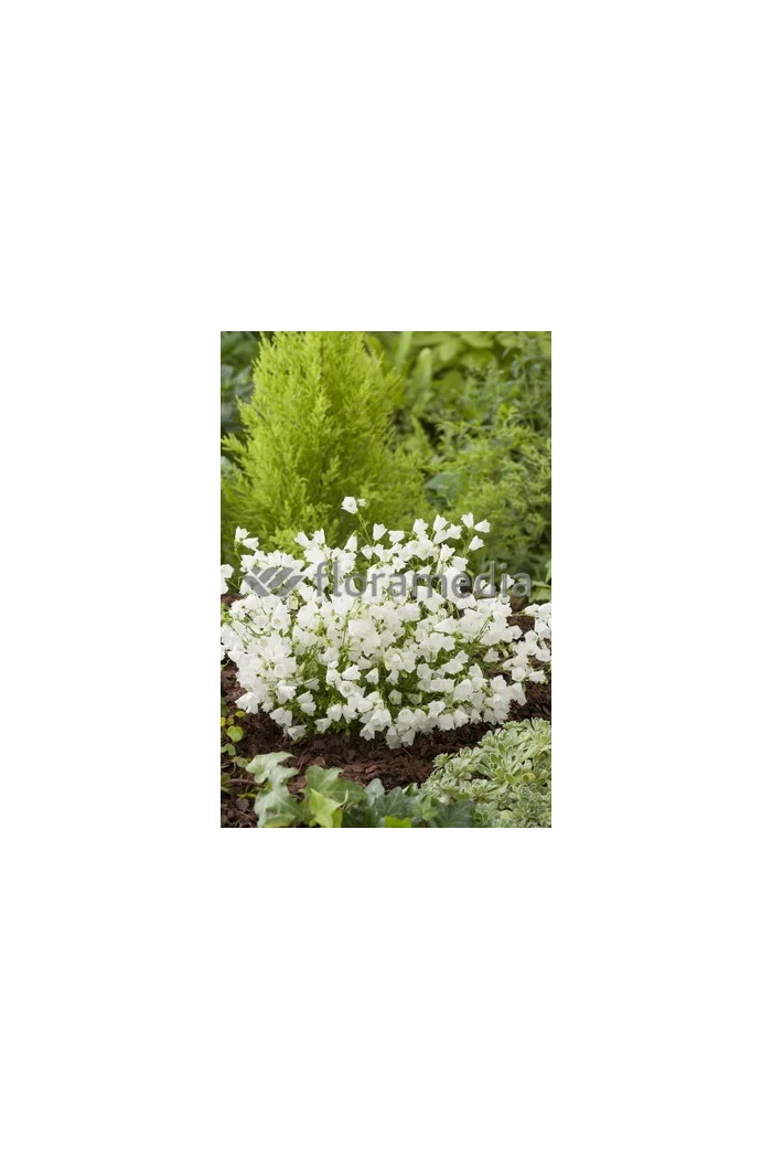 Dzwonek drobny 'Baby White' Campanula cochleariifolia