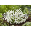 Dzwonek drobny 'Baby White' Campanula cochleariifolia