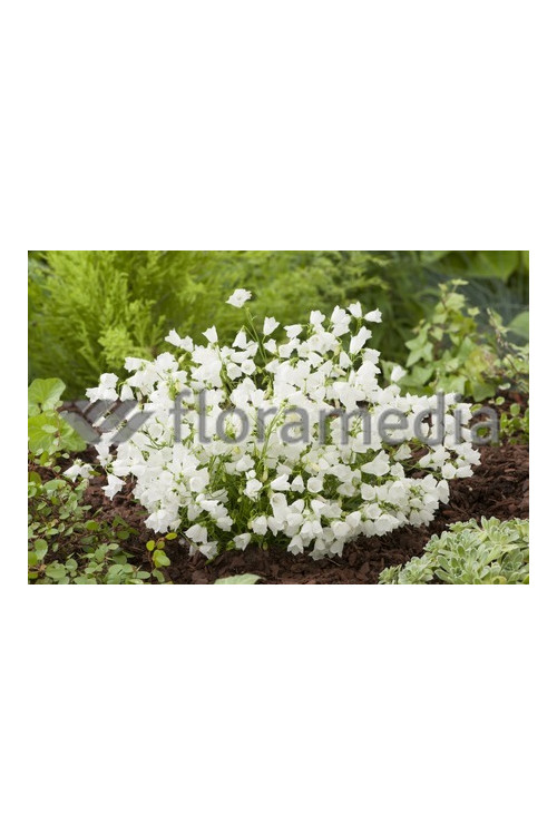 Dzwonek drobny 'Baby White' Campanula cochleariifolia