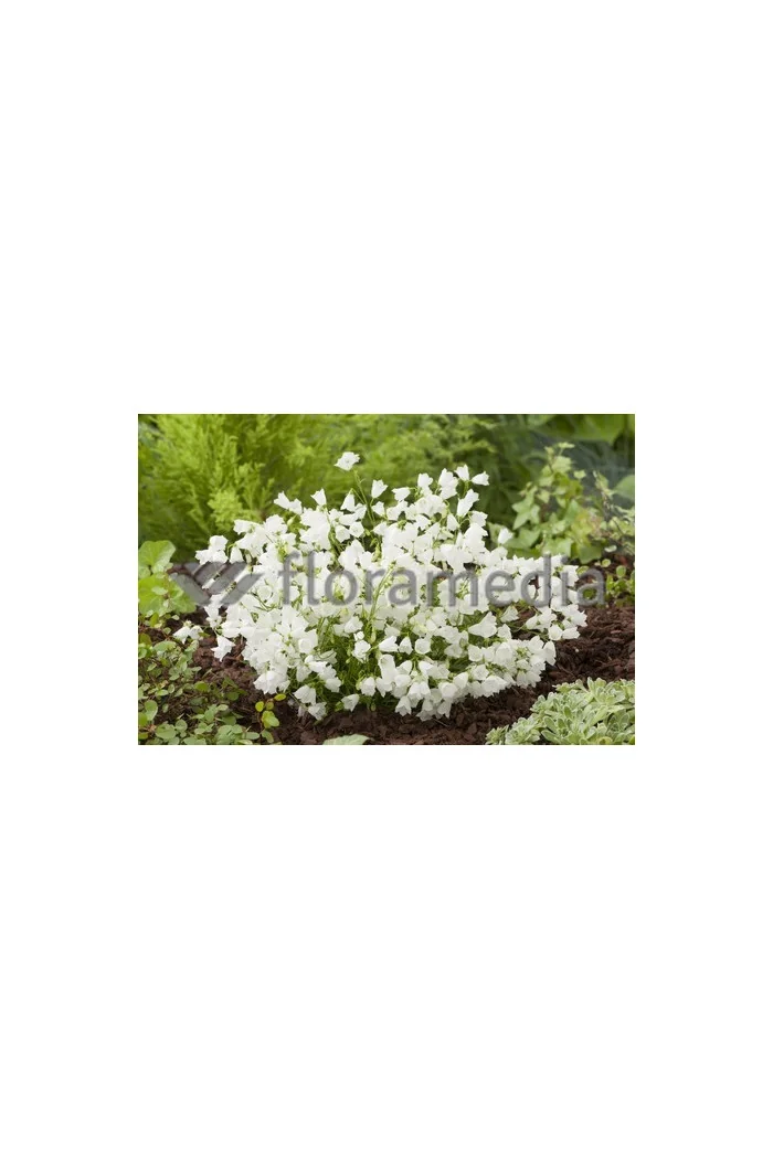Dzwonek drobny 'Baby White' Campanula cochleariifolia