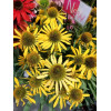 Jeżówka 'Fountain Yellow' Echinacea