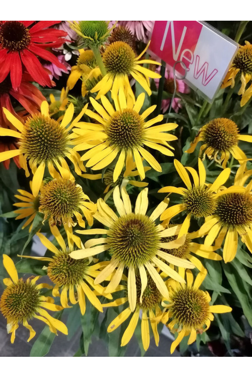 Jeżówka 'Fountain Yellow' Echinacea