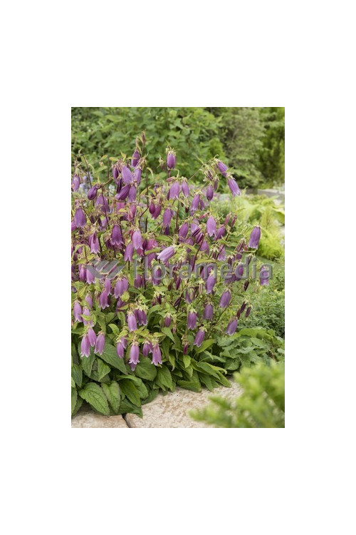 Dzwonek kropkowany 'Rubriflora' Campanula punctata