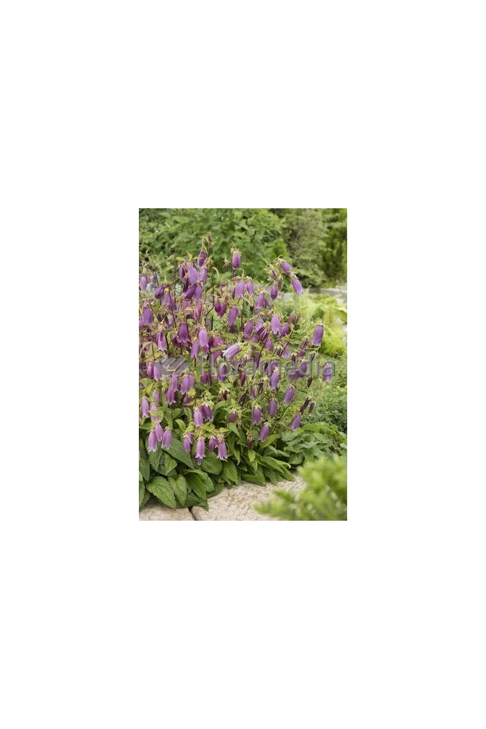 Dzwonek kropkowany 'Rubriflora' Campanula punctata