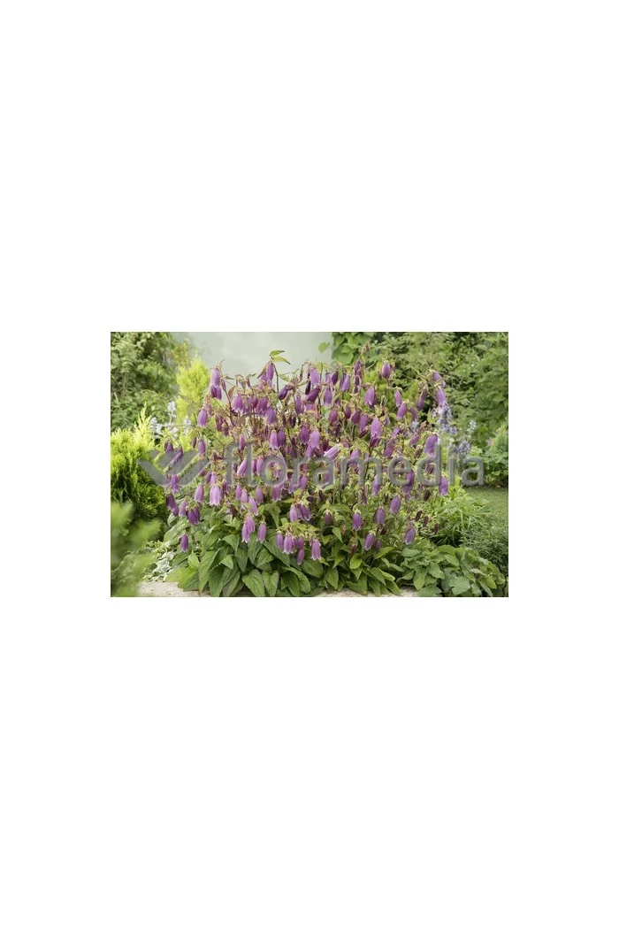 Dzwonek kropkowany 'Rubriflora' Campanula punctata